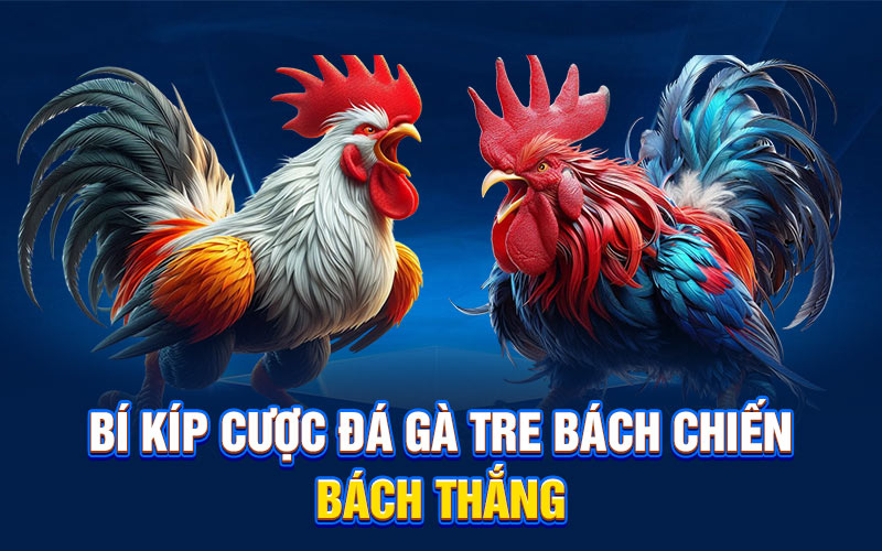 Bí kíp cược đá gà tre bách chiến bách thắng