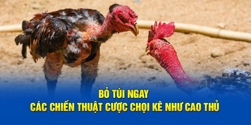 Bỏ túi ngay các chiến thuật cược chọi kê như cao thủ