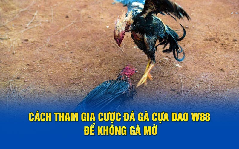 Cách tham gia cược đá gà cựa dao w88 để không gà mờ