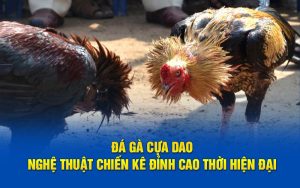 Đá gà cựa dao