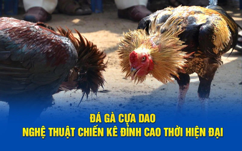 Đá gà cựa dao