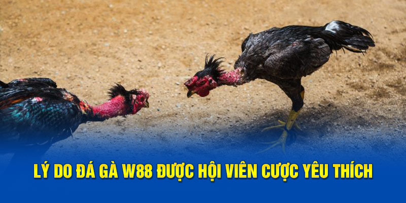 Lý do đá gà w88 được hội viên cược yêu thích