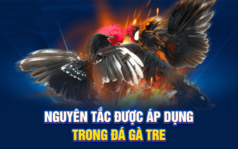 Nguyên tắc được áp dụng trong đá gà tre