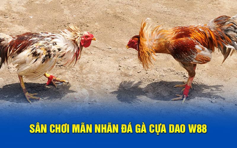 Sân chơi mãn nhãn đá gà cựa dao w88